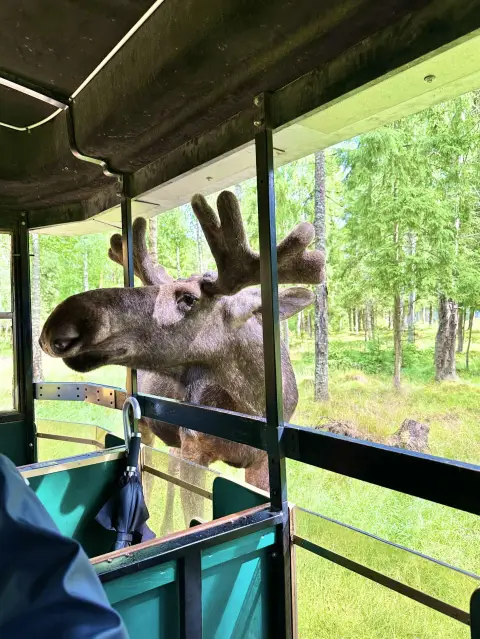 Besök Smålandet Älgsafari