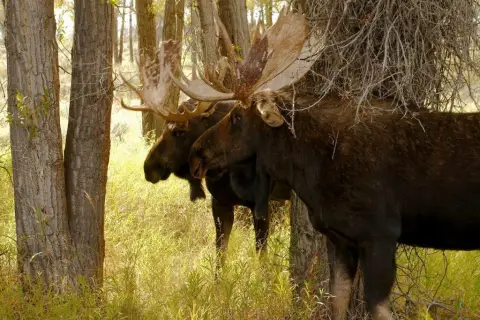 Besök Smålandet - Markaryds Älgsafari